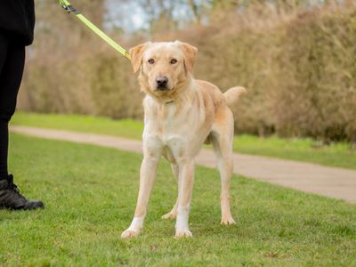 Charles | Retriever (Labrador) | Kenilworth (West Midlands) - 3