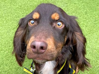 Chewie | Spaniel (Cocker) | Basildon (Essex) - 3