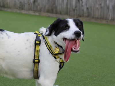 Coco | Collie (Border) Cross | Glasgow - 5