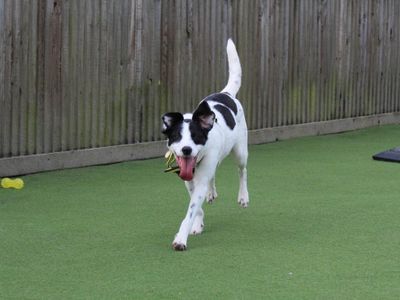 Coco | Collie (Border) Cross | Glasgow - 3