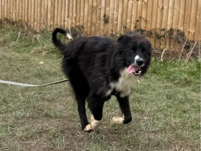 Watson | Collie (Border) | Shrewsbury (Shropshire) - 1