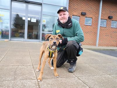 Keith | Lurcher Cross | Leeds - 3