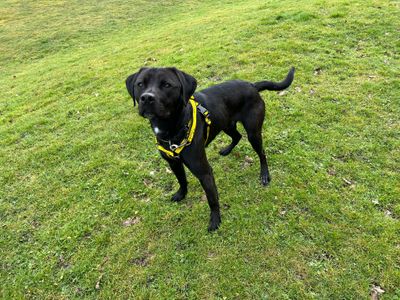 Remy | Retriever (Labrador) Cross | Canterbury - 5