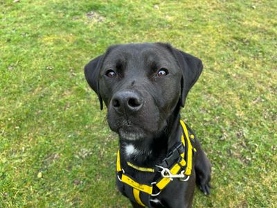 Remy | Retriever (Labrador) Cross | Canterbury - 3