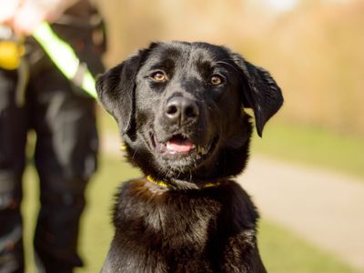 Callie | Retriever (Labrador) Cross | Kenilworth (West Midlands) - 3