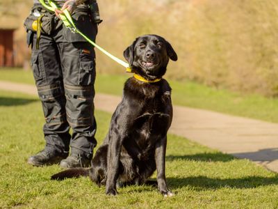 Callie | Retriever (Labrador) Cross | Kenilworth (West Midlands) - 1