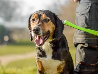 Beatrix | Beagle Cross | Kenilworth (West Midlands) - 3