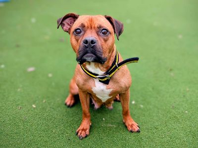 Jenny | Terrier (Staffordshire Bull) Cross | Cardiff - 3