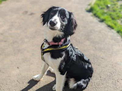 Bella | Spaniel (Cavalier King Charles) Cross | Bridgend (Wales) - 1