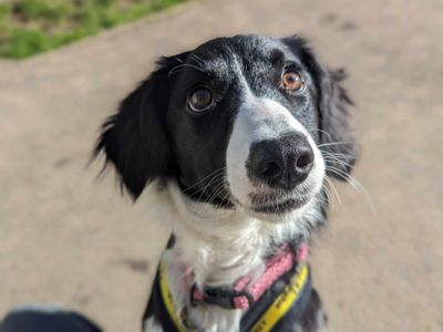 Bella | Spaniel (Cavalier King Charles) Cross | Bridgend (Wales) - 3