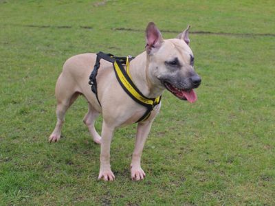 Luna | Terrier (Staffordshire Bull) | Merseyside (Liverpool) - 3