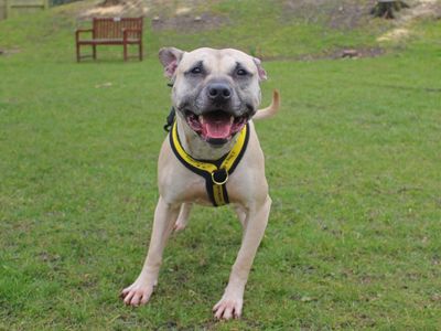 Luna | Terrier (Staffordshire Bull) | Merseyside (Liverpool) - 2