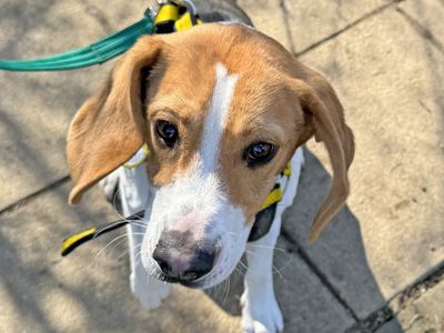 Deo | Beagle | Basildon (Essex) - 1