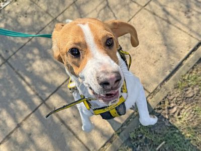 Deo | Beagle | Basildon (Essex) - 3