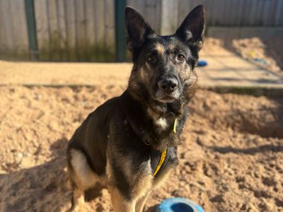 Skye | German Shepherd Dog | Cardiff - 3