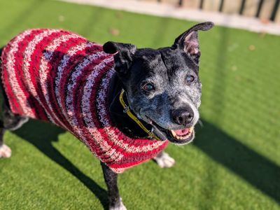 Daisy | Terrier (Staffordshire Bull) | Cardiff - 3