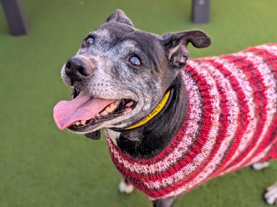 Daisy | Terrier (Staffordshire Bull) | Cardiff - 5