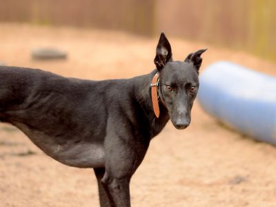 Orion | Greyhound | Kenilworth (West Midlands) - 3