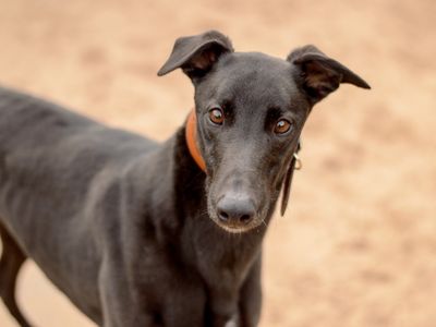 Hercules | Greyhound | Kenilworth (West Midlands) - 3