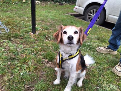 Rosie | Terrier (Jack Russell) Cross | Salisbury (Wiltshire) - 2