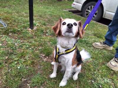 Rosie | Terrier (Jack Russell) Cross | Salisbury (Wiltshire) - 3