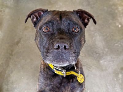 Ella | Terrier (Staffordshire Bull) | Basildon (Essex) - 3