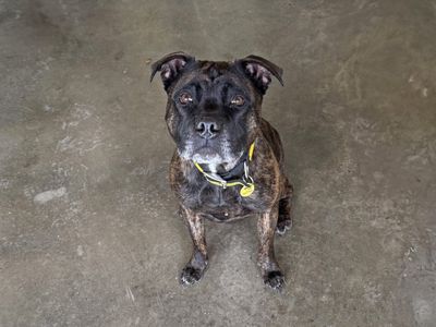 Ella | Terrier (Staffordshire Bull) | Basildon (Essex) - 2