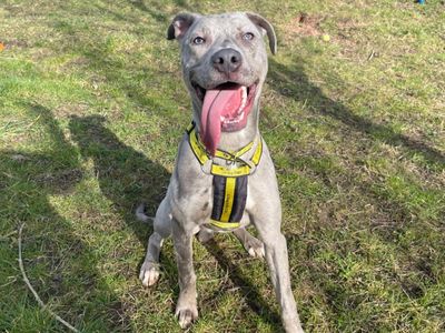 Cupid | Lurcher Cross | Shrewsbury (Shropshire) - 3