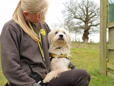 Zazu | Terrier (Jack Russell) Cross | Newbury (Berkshire) - 3