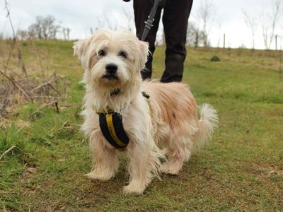 Zazu | Terrier (Jack Russell) Cross | Newbury (Berkshire) - 5