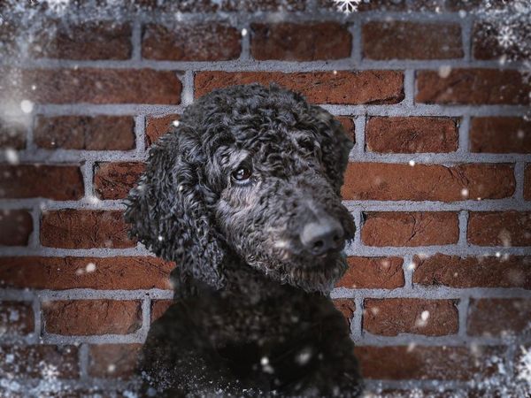 Otis the black Poodle standing in front of a brick wall while it snows