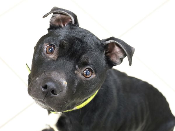 Jingle the black SBT looks up at the camera