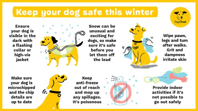 Infographic about keeping your dog safe during winter. Make sure that your dog is microchipped and visible in the dark when on walks and snow is safe before letting your dog off lead. After walks wipe your dog down and keep anti-freeze out of reach. If going out isn't possible then provide indoor enrichment.