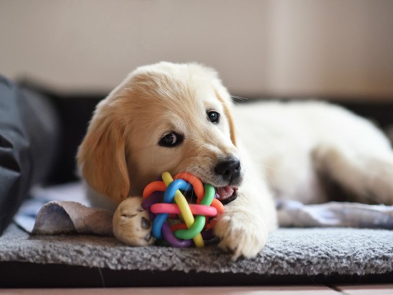 Stop Your Puppy Biting, Mouthing & Chewing | Dogs Trust