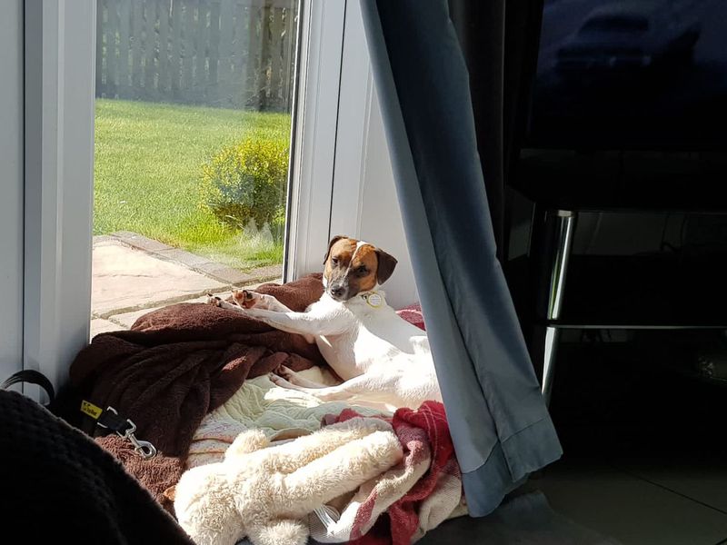 Sylvie the Crossbreed relaxing in her foster home