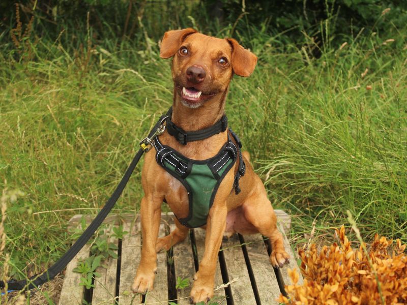 Fudge the Evesham sponsor dog sitting outside