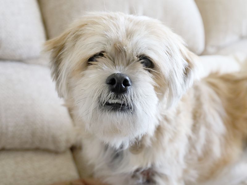 Close up of Coco the Lhasa Apsa smiling