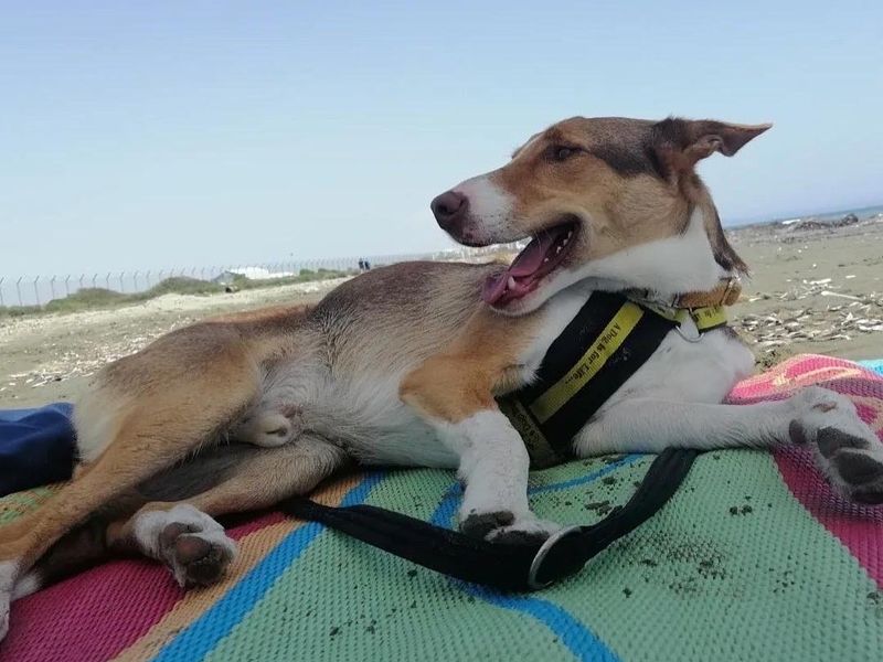 Jip the Collie Cross relaxing on a beach