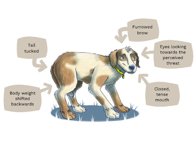 What are Signs of Anxiety in Dogs? Key Indicators Explained