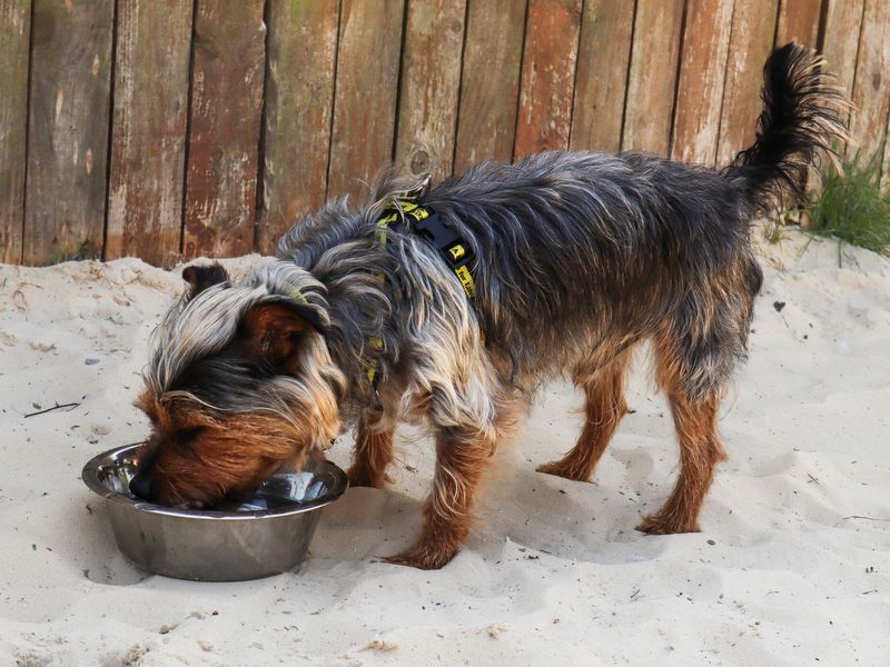 rex terrier in sand 