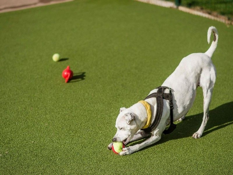 How chew toys could help improve anxious dogs' memory: study