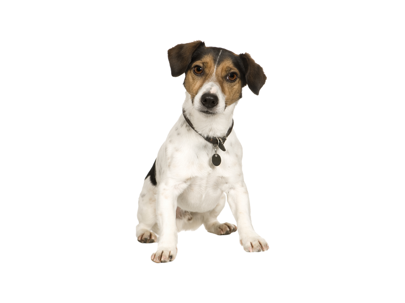 All you need to know about Jack Russel