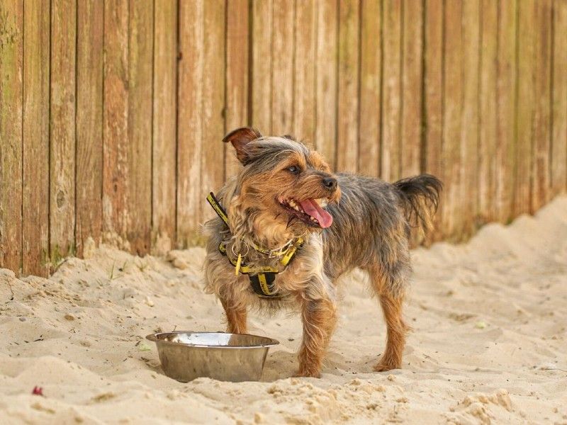 Teach your dog its name | Training | Dogs Trust