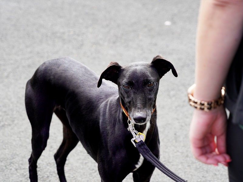 does greyhound bus allow dogs