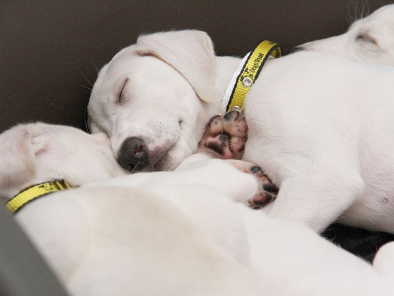 lurcher cross puppy called lassie at rc leeds 