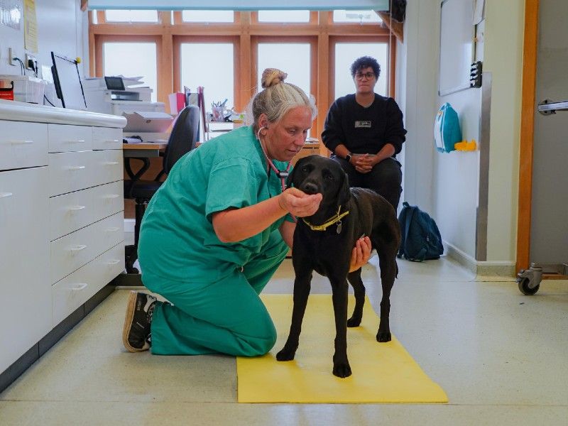 vet with stethoscope checking labrador on floor with treats 