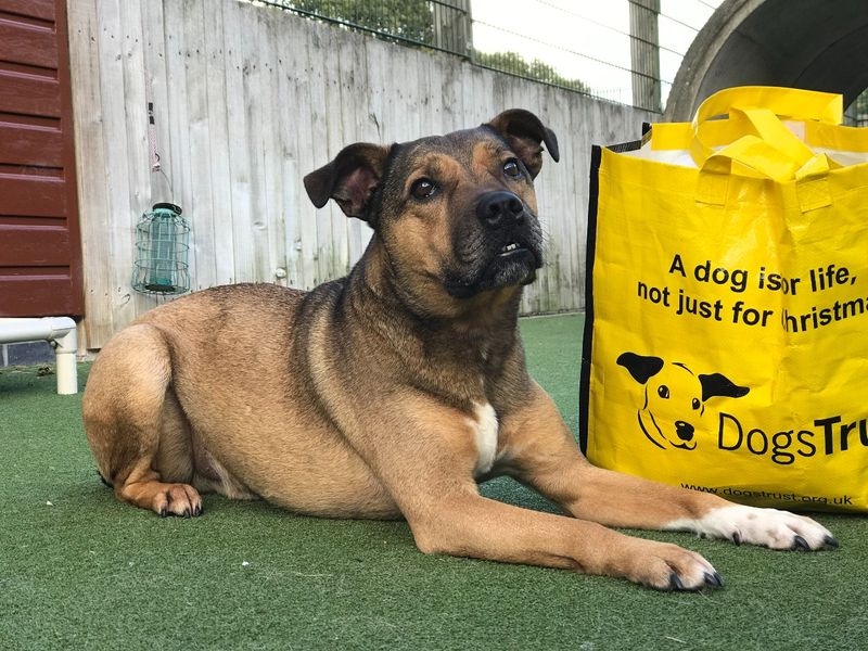 Long term lodger Rudi has been rehomed after spending 500 days in Ilfracombe. Rudi sitting with dogs trust going home goodie bag