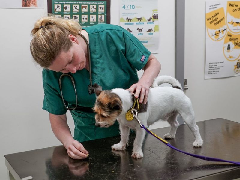 Dog getting a vet check up