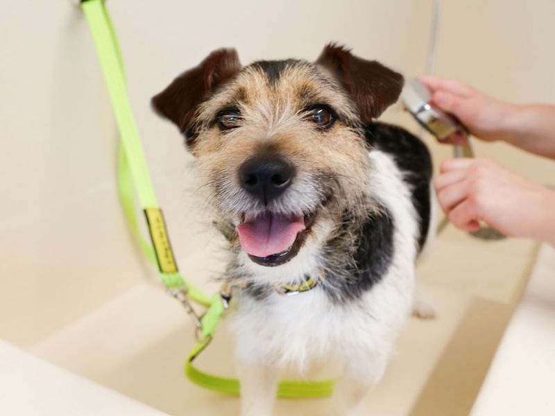 Cute image of a jack russell smiling whilst having a bath/groom