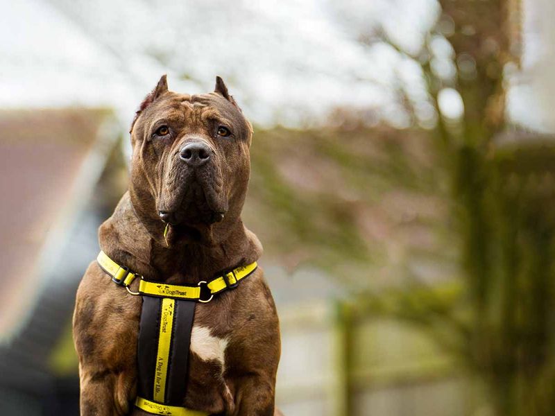 We're urging the Prime Minister to put a stop to mutilated dogs being  imported into the UK | Dogs Trust
